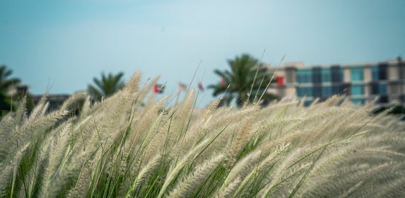 حديقة الصفيا عجمان: أفضل الأنشطة في safia park ajman